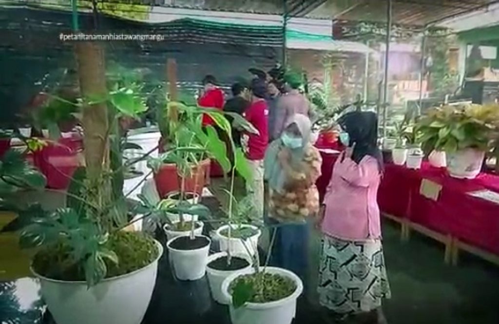 Bursa dan Lelang Tanaman Hias Tawangmangu