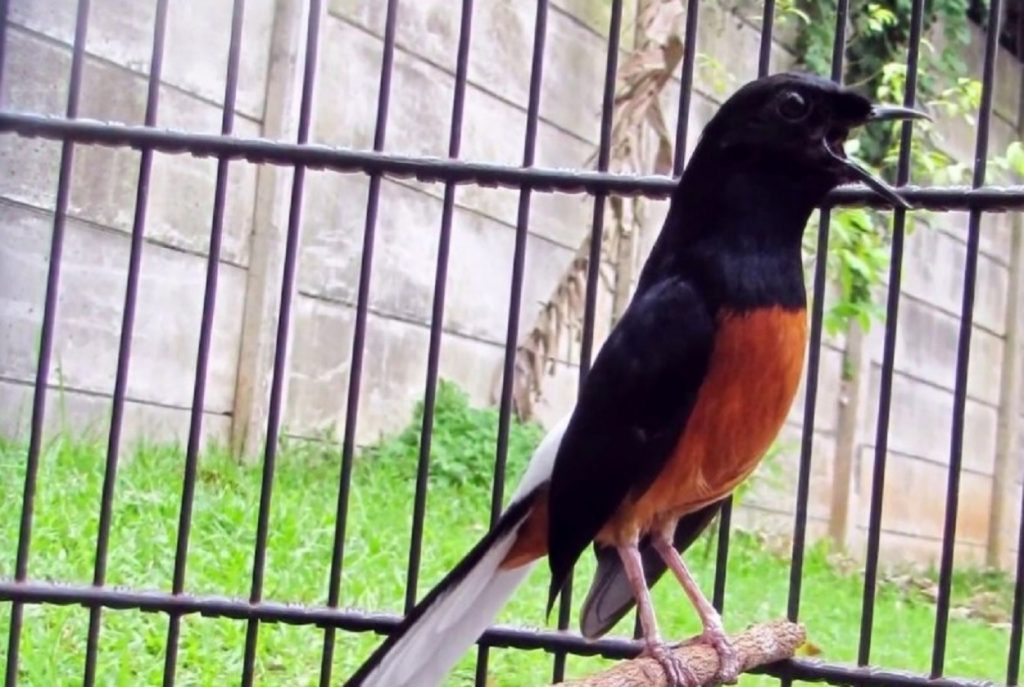 Berikut Cara Merawat Burung Murai Agar Gacor