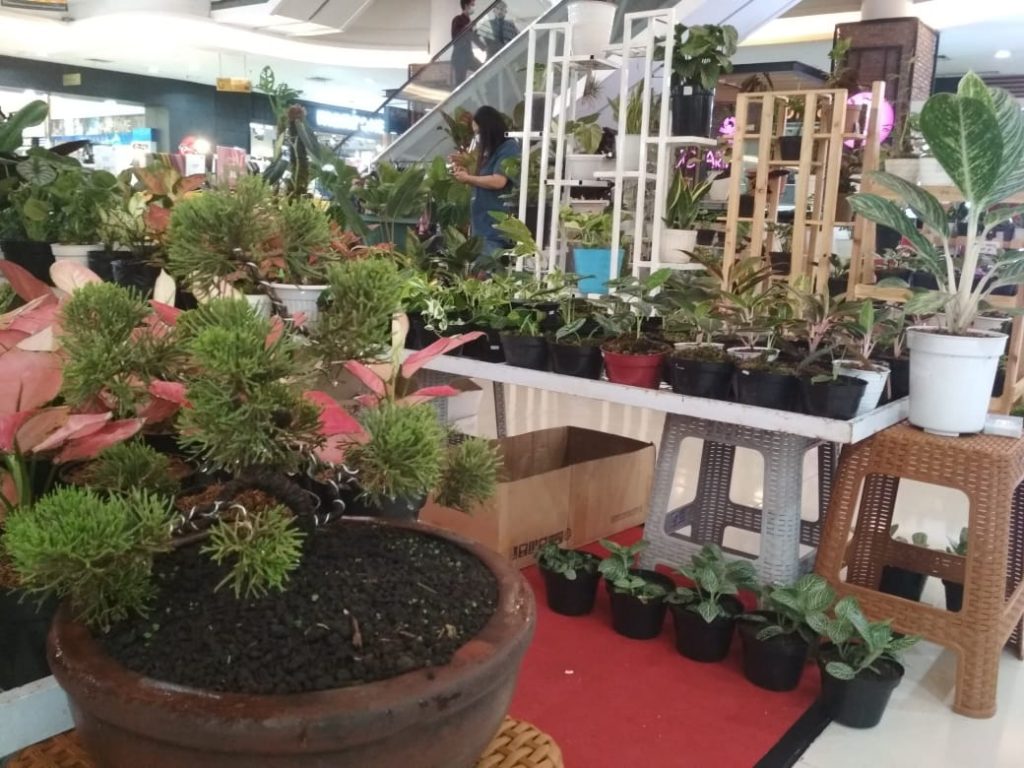 Pameran Tanaman Hias di Solo Square