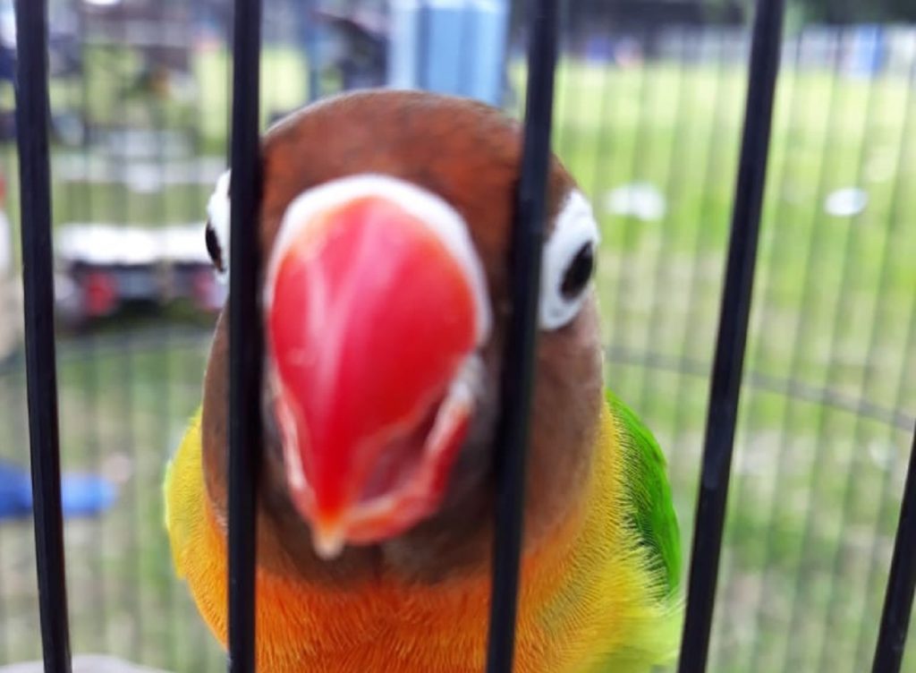 Merawat Lovebird