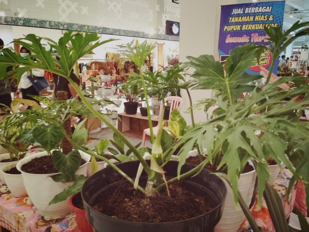 Tanaman Hias Philodendron Warscewiczii