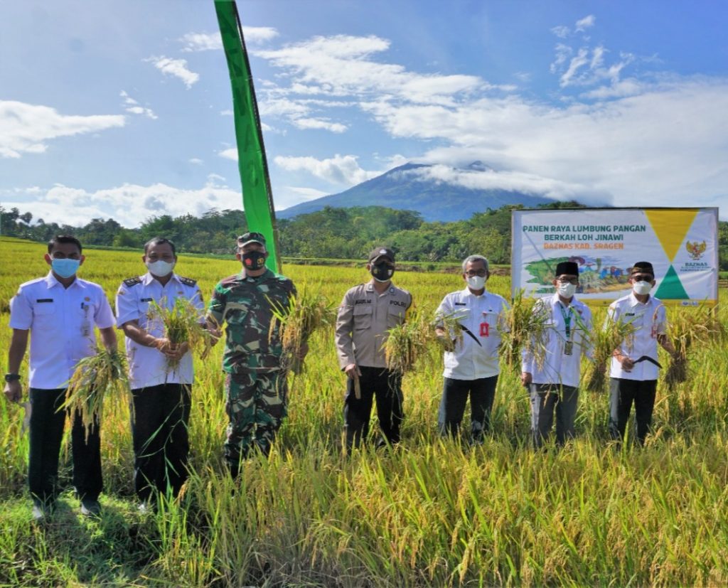 Forkampimda Sragen panen padi