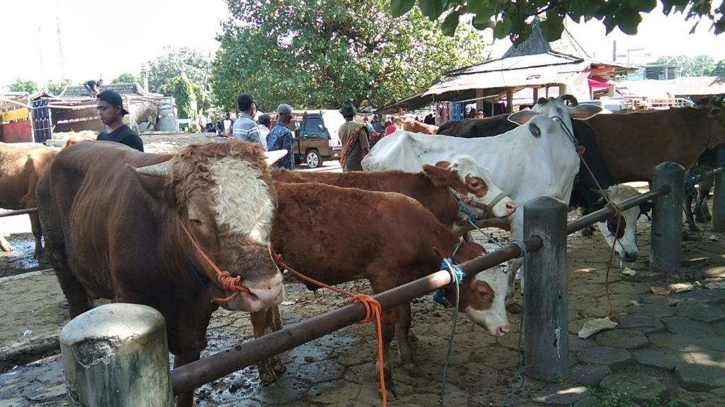 Pasar Hewan Klaten