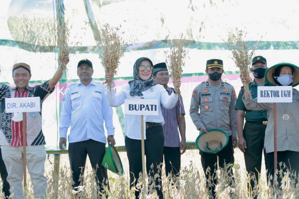 Bupati Klaten panen padi