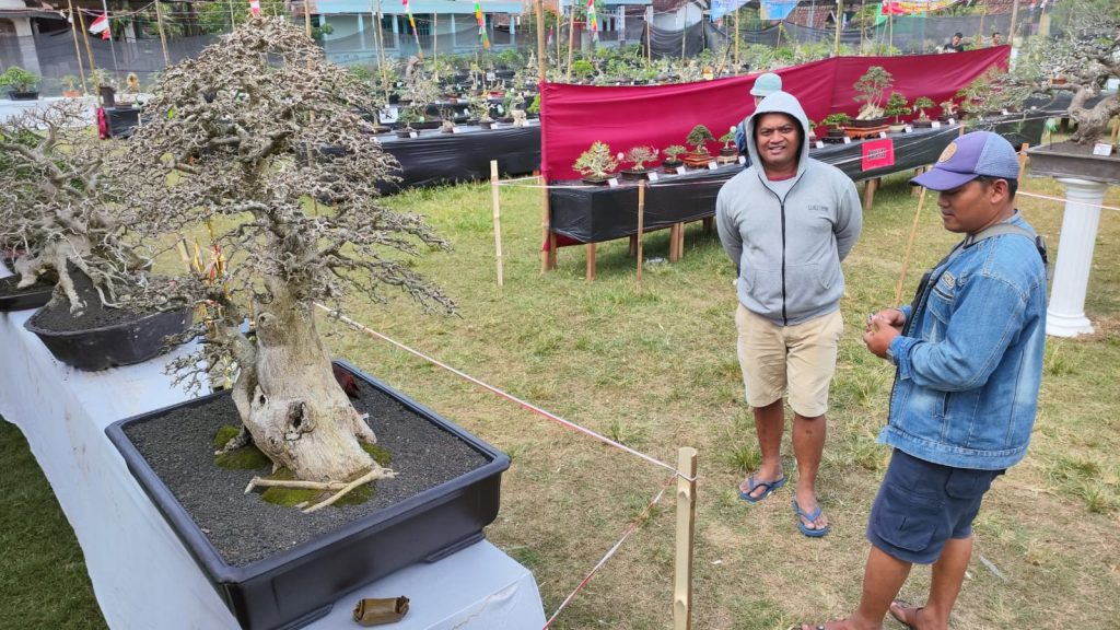 Pameran Bonsai di Cawas