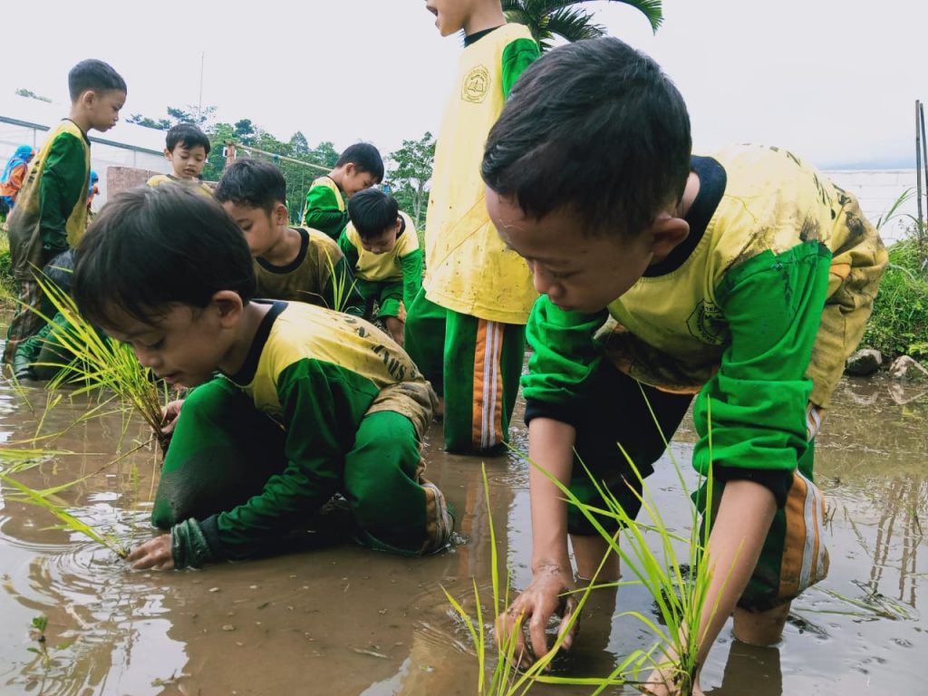 Siswa SDIT Nur Hidayah Solo Bercocok Tanam Padi