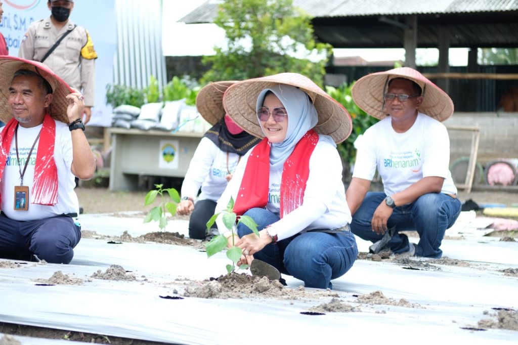 Bupati klaten tanam cabai