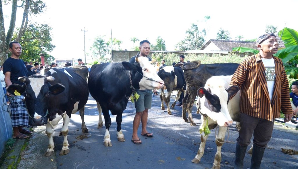 Bakdan Sapi