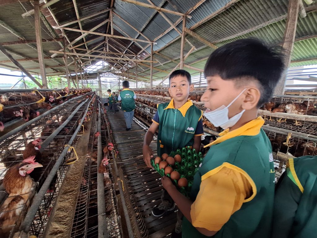 SD Alam Aqila peternakan ayam