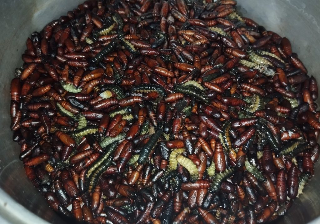 Ungkrung Jati